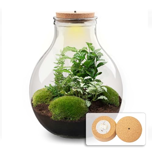 urbanjngl.com - Flaschengarten - Big Paul Green - Ökosystem mit Pflanzen im Glas - ↑ 40 cm - Do-It-Yourself Paket - DIY-Set - Pflanze im Glas - Komplettset Terrarium - - Pflanzenterrarium von urbanjngl