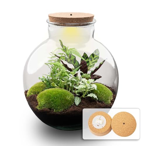 urbanjngl.com - Flaschengarten - Bolder Bob - Ökosystem mit Pflanzen im Glas - ↑ 30 cm - Do-It-Yourself Paket - DIY-Set - Pflanze im Glas - Komplettset Terrarium - - Pflanzenterrarium von urbanjngl