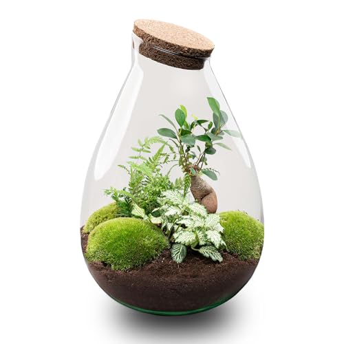 urbanjngl.com - Flaschengarten - Drop XL Bonsai 'Grun' - Ökosystem mit Pflanzen im Glas - ↑ 37 cm - Do-It-Yourself Paket - DIY-Set - Pflanze im Glas - Komplettset Terrarium - Pflanzenterrarium von urbanjngl