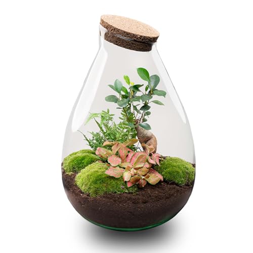 urbanjngl.com - Flaschengarten - Drop XL Ficus Ginseng Bonsai - Ökosystem mit Pflanzen im Glas - ↑ 37 cm Drop XL Bonsai - Do-It-Yourself Paket - DIY-Set - Pflanze im Glas - Komplettset Terrarium - von urbanjngl