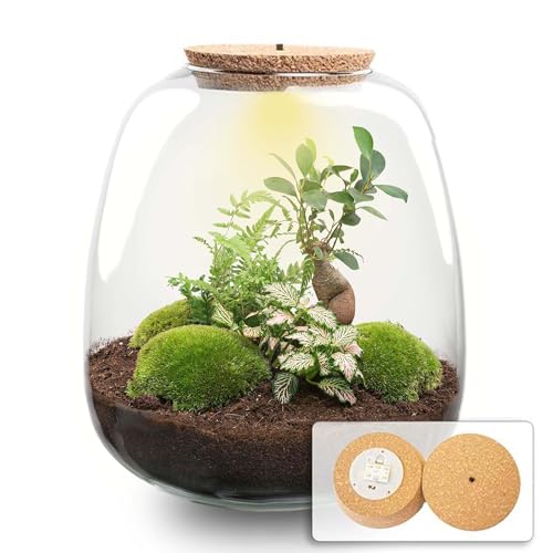 urbanjngl.com - Flaschengarten - Emma Bonsai - DIY kit - ↑ 25 cm - Bonsai Pink/Yes - Do-It-Yourself Paket - DIY-Set - Pflanze im Glas - Komplettset Terrarium - Pflanzenterrarium von urbanjngl