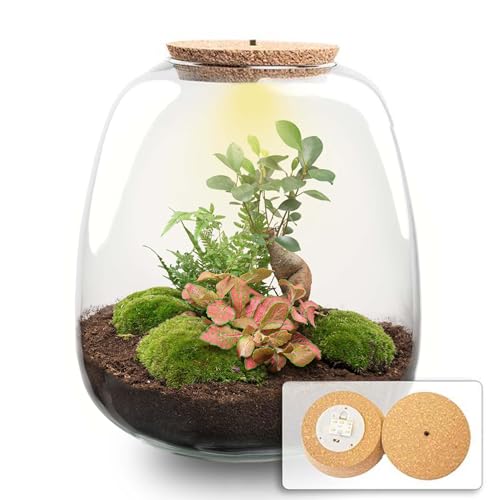 urbanjngl.com - Flaschengarten - Emma Bonsai - DIY kit - ↑ 25 cm - Bonsai Red/Yes - Do-It-Yourself Paket - DIY-Set - Pflanze im Glas - Komplettset Terrarium - Pflanzenterrarium von urbanjngl