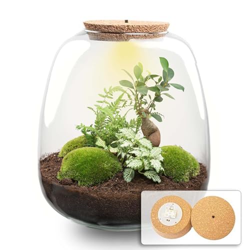 urbanjngl.com - Flaschengarten - Emma Bonsai - DIY kit - ↑ 25 cm - Bonsai White/Yes - Do-It-Yourself Paket - DIY-Set - Pflanze im Glas - Komplettset Terrarium - Pflanzenterrarium von urbanjngl