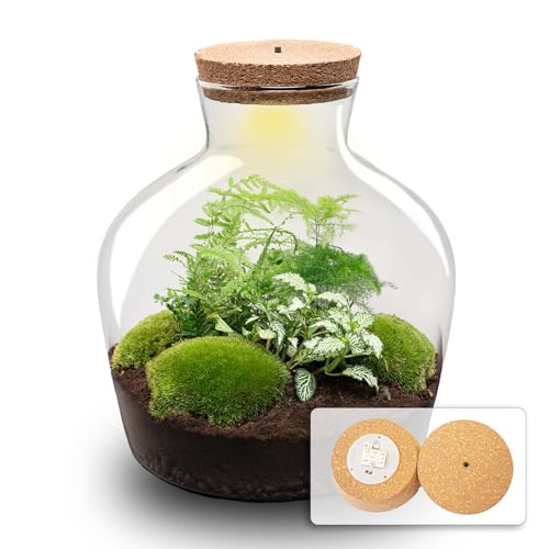 urbanjngl.com - Flaschengarten - Fat Joe Grün - Ökosystem mit Pflanzen im Glas - ↑ 30 cm - Do-It-Yourself Paket - DIY-Set - Pflanze im Glas - Komplettset Terrarium - - Pflanzenterrarium von urbanjngl