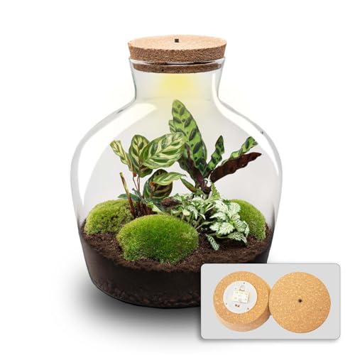 urbanjngl.com - Flaschengarten - Fat Joe - Ökosystem mit Pflanzen im Glas - ↑ 30 cm - Do-It-Yourself Paket - DIY-Set - Pflanze im Glas - Komplettset Terrarium - - Pflanzenterrarium von urbanjngl