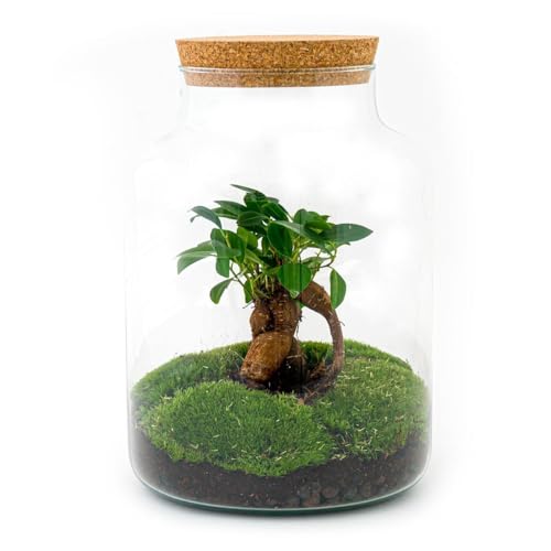 urbanjngl.com - Flaschengarten - Milky - Pflanzen im Glas - ↑ 30 cm - Do-It-Yourself Paket - DIY-Set - Pflanze im Glas - Komplettset Terrarium - Pflanzenterrarium von urbanjngl