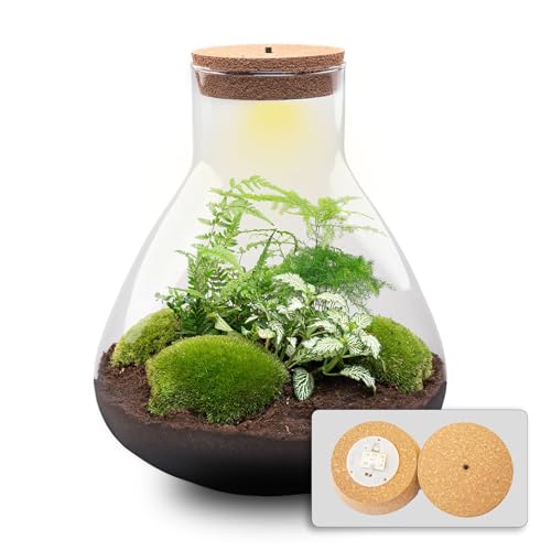 urbanjngl.com - Flaschengarten - Sam XL - Ökosystem mit Pflanzen im Glas - ↑ 35 cm - Do-It-Yourself Paket - DIY-Set - Pflanze im Glas - Komplettset Terrarium - - Pflanzenterrarium von urbanjngl