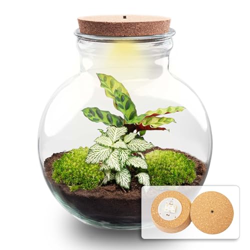 urbanjngl.com - Flaschengarten - Teddy - Ökosystem mit Pflanzen im Glas - ↑ 26,5 cm Yes - Do-It-Yourself Paket - DIY-Set - Pflanze im Glas - Komplettset Terrarium - Pflanzenterrarium Yes von urbanjngl