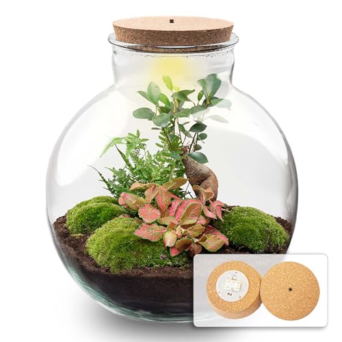 urbanjngl.com - Flaschengarten - Bolder Bob Bonsai - Ökosystem mit Pflanzen im Glas - ↑ 30 cm Bolder Bob Bonsai - Do-It-Yourself Paket - DIY-Set - Pflanze im Glas - Komplettset Terrarium - von urbanjngl