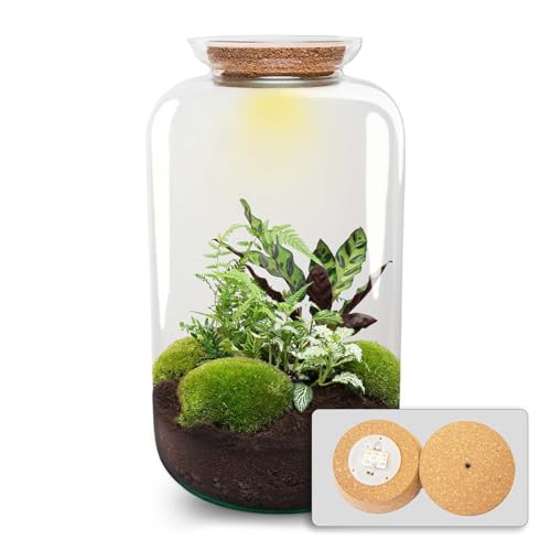 urbanjngl.com - Flaschengarten - Botanical Sven XL mit Lampe - Pflanzen im Glas - ↑ 43 cm - Do-It-Yourself Paket - DIY-Set - Pflanze im Glas - Komplettset Terrarium - Pflanzenterrarium von urbanjngl