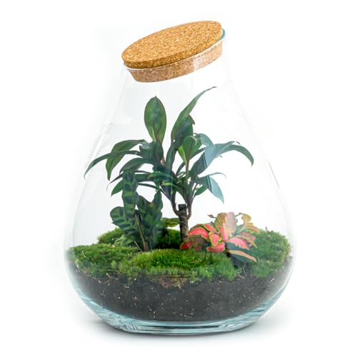 urbanjngl.com - Flaschengarten • Drop XL Palme • Ökosystem mit Pflanzen im Glas • ↑ 37 cm - Do-It-Yourself Paket - DIY-Set - Pflanze im Glas - Komplettset Terrarium - Pflanzenterrarium von urbanjngl