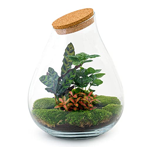 urbanjngl.com - Flaschengarten • Drop XXL Rot • Ökosystem mit Pflanzen im Glas • ↑ 43 cm - Terrarium kit - Do-It-Yourself Paket - DIY-Set - Pflanze im Glas - Komplettset Terrarium - Pflanzenterrarium von urbanjngl