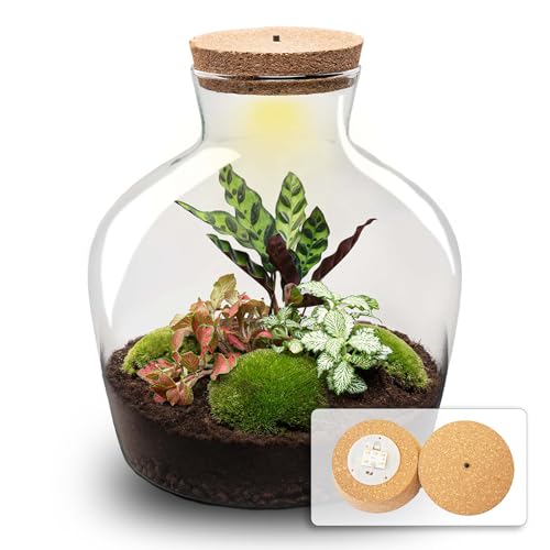 urbanjngl.com - Flaschengarten • Fat Joe Red • Pflanzen im Glas • ↑ 30 cm - Yes - Do-It-Yourself Paket - DIY-Set - Pflanze im Glas - Komplettset Terrarium - Pflanzenterrarium von urbanjngl