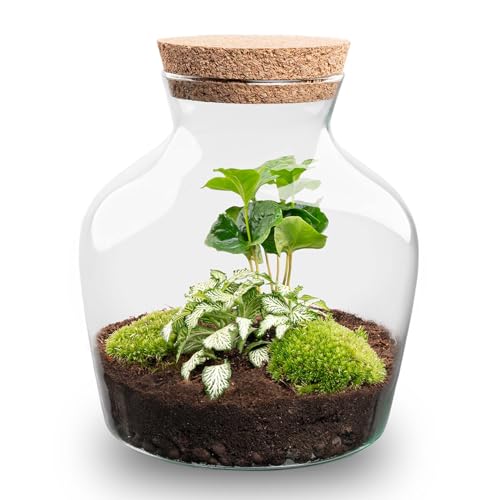 urbanjngl.com - Flaschengarten • Little Joe • Ökosystem mit Pflanzen im Glas • ↑ 21,5 cm - Do-It-Yourself Paket - DIY-Set - Pflanze im Glas - Komplettset Terrarium - - Pflanzenterrarium von urbanjngl