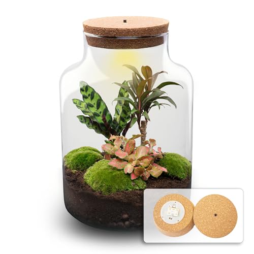 urbanjngl.com - Flaschengarten • Milky Palm • Pflanzen im Glas • ↑ 30 cm - Do-It-Yourself Paket - DIY-Set - Pflanze im Glas - Komplettset Terrarium - - Pflanzenterrarium von urbanjngl