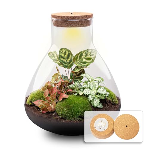 urbanjngl.com - Flaschengarten • Sam XL Rot • Ökosystem mit Pflanzen im Glas • ↑ 35 cm - Do-It-Yourself Paket - DIY-Set - Pflanze im Glas - Komplettset Terrarium - - Pflanzenterrarium von urbanjngl