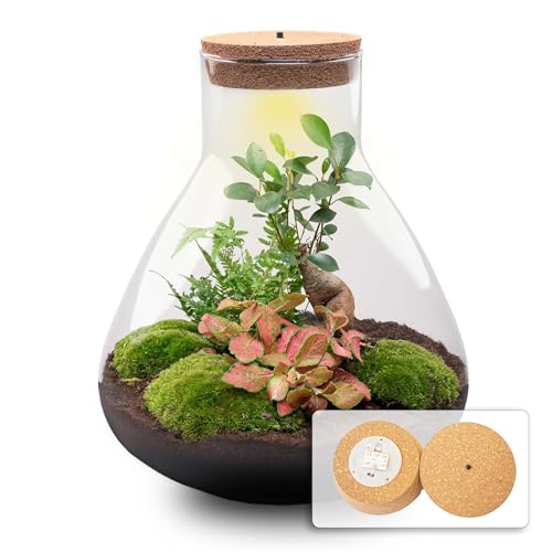 urbanjngl.com - Flaschengarten • Sam XL mit Bonsai - Rot Fittonia • Ficus Ginseng • ↑ 35 cm - Do-It-Yourself Paket - DIY-Set - Pflanze im Glas - Komplettset Terrarium - - Pflanzenterrarium von urbanjngl