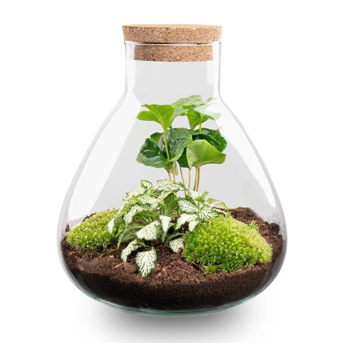 urbanjngl.com - Flaschengarten - Sammie - Ökosystem mit Pflanzen im Glas - ↑ 26,5 cm Sammie coffea - Do-It-Yourself Paket - DIY-set - Pflanze im Glas - Komplettset Terrarium - Pflanzenterrarium Sammie von urbanjngl