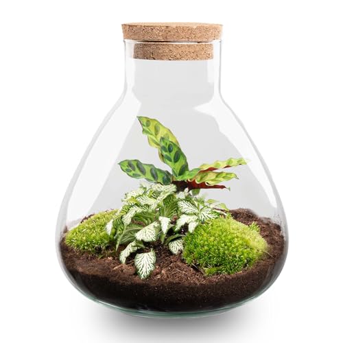 urbanjngl.com - Flaschengarten • Sammie Coffea • Pflanzen im Glas • ↑ 27 cm - Calathea & White Tiger - Do-It-Yourself Paket - DIY-Set - Pflanze im Glas - Komplettset Terrarium - Pflanzenterrarium von urbanjngl