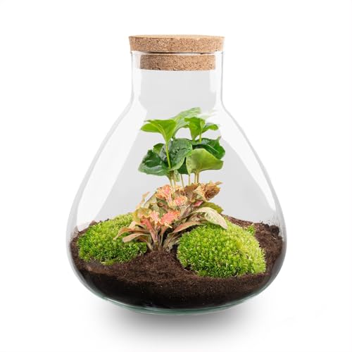 urbanjngl.com - Flaschengarten - Sammie - Ökosystem mit Pflanzen im Glas - ↑ 26,5 cm Sammie Coffea - Do-It-Yourself Paket - DIY-set - Pflanze im Glas - Komplettset Terrarium - Pflanzenterrarium Sammie von urbanjngl