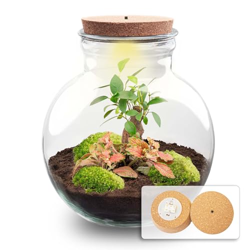 urbanjngl.com - Flaschengarten • Teddy Bonsai • Ökosystem mit Pflanzen im Glas • ↑ 26,5 cm - Yes - Do-It-Yourself Paket - DIY-Set - Pflanze im Glas - Komplettset Terrarium - Pflanzenterrarium von urbanjngl