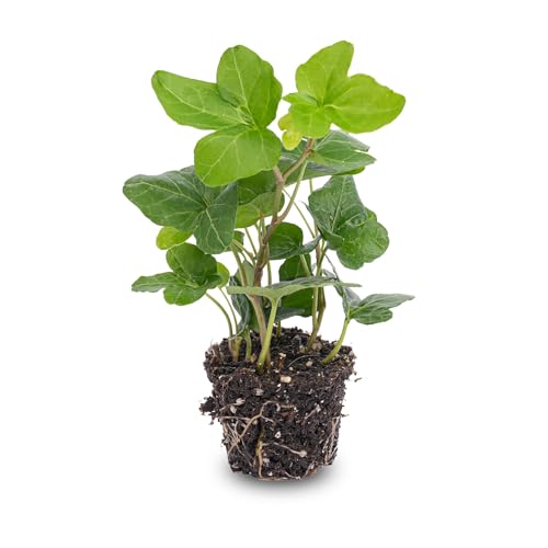 urbanjngl.com - Hedera helix - Ø 7 cm von urbanjngl