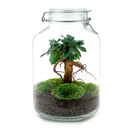 urbanjngl.com - Jar Flaschengarten Paket • Calathea • Ökosystem mit Pflanzen im Glas • ↑ 28 cm - Ficus Ginseng Bonsai von urbanjngl