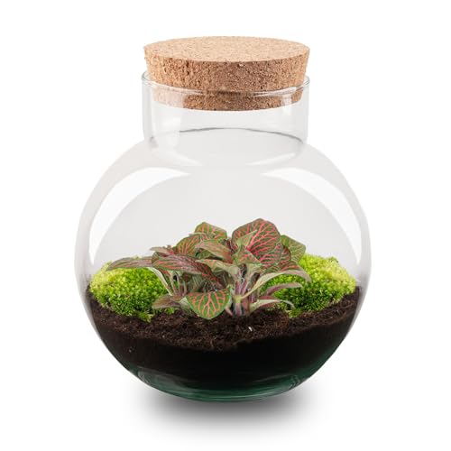 urbanjngl.com - Pflanzenterrarium - Noah - DIY-Set - ↑ 20 cm - Fittonia Red - Do-It-Yourself Paket - DIY-Set - Pflanze im Glas - Komplettset Terrarium von urbanjngl