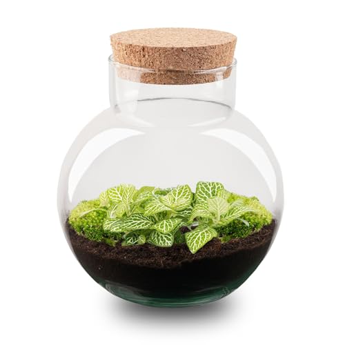 urbanjngl.com - Pflanzenterrarium - Noah - DIY-Set - ↑ 20 cm - Fittonia Joly Lemon - Do-It-Yourself Paket - DIY-Set - Pflanze im Glas - Komplettset Terrarium von urbanjngl