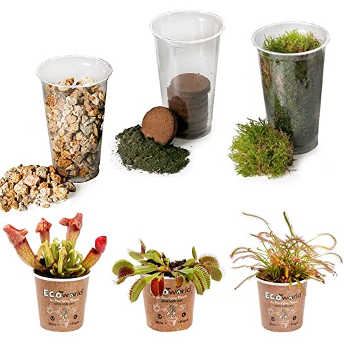 Terrarium Planten Set - 3 Fleischfressende Pflanzen von vdvelde.com