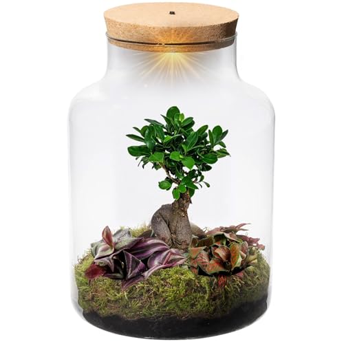 vdvelde.com - Bonsai Terrarium Groot Biosphere XL - Ecoworld Flaschengarten mit Bonsai und Mini Pflanzen im Glas - Pflanzen Terrarium Glas Ø 22 cm ↥ 33 cm - Mini Ökosystem mit Licht von vdvelde.com