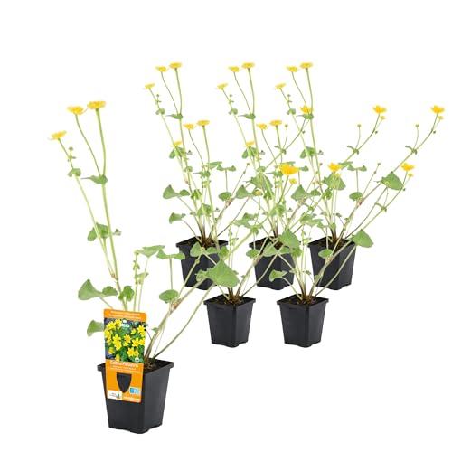 vdvelde.com - Caltha Palustris P9 - Löwenzahn Topf 9 cm - 24 Stück - 24 Sumpfpflanzen für 2 m² - Ausgewachsene Höhe: 40 cm - Platzierung: -1 bis -10 cm von vdvelde.com