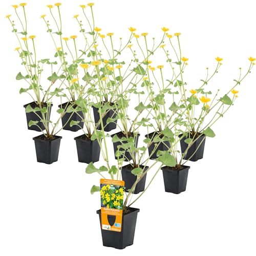 vdvelde.com - Caltha Palustris P9 - Löwenzahn Topf 9 cm - 96 Stück - 96 Wasserpflanzen für 5-7 m² - Ausgewachsene Höhe: 60 cm - Platzierung: -1 bis -10 cm von vdvelde.com