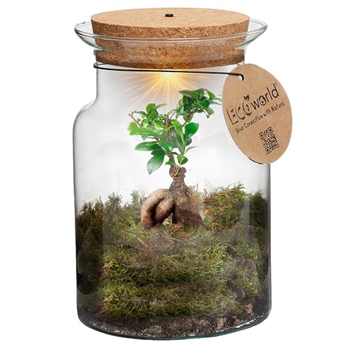 vdvelde.com - Corky Bonsai - Mini Bonsai- Ø 13 cm ↥ 20 cm- Batterie-Beleuchtung von vdvelde.com