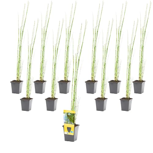 vdvelde.com - Equisetum Japonicum - Japanischer Hohlpfeifentopf 9 cm - 96 Stück - 96 Wasserpflanzen für 5-7 m² - Ausgewachsene Höhe: 120 cm - Platzierung: -1 bis -20 cm von vdvelde.com