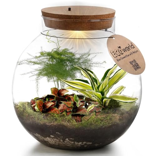 vdvelde.com - Flaschengarten - Tropischer Biodom - Pflanze im Glas - Ecoworld Flaschengarten mit 3 Mini Pflanzen im Glas - Pflanzen Terrarium Glas Ø 25 cm ↥ 28 cm - Mini Ökosystem mit Licht von vdvelde.com