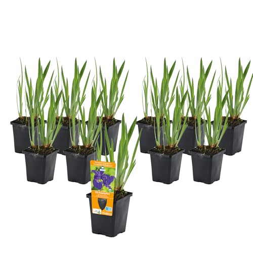 vdvelde.com - Iris Kaempferi P9 - Blaue Schwertlilie Topf 9 cm - 96 Stück - Sumpfpflanzen im P9-Topf - Ausgewachsene Höhe: 60 cm - Platzierung: -1 bis -10 cm von vdvelde.com