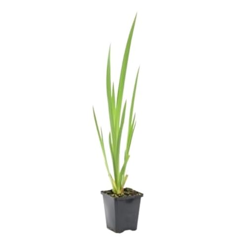 vdvelde.com - Iris Pseudacorus P9 - Gelbe Schwertlilie Topf 9 cm - 24 Stück - Sumpfpflanzen im P9-Topf - Ausgewachsene Höhe: 80 cm - Platzierung: -1 bis -10 cm von vdvelde.com