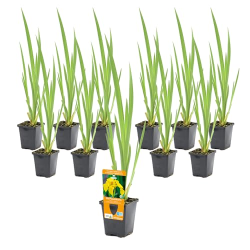 vdvelde.com - Iris Pseudacorus P9 - Gelbe Schwertlilie Topf 9 cm - 96 Stück - Sumpfpflanzen im P9-Topf - Ausgewachsene Höhe: 80 cm - Platzierung: -1 bis -10 cm von vdvelde.com