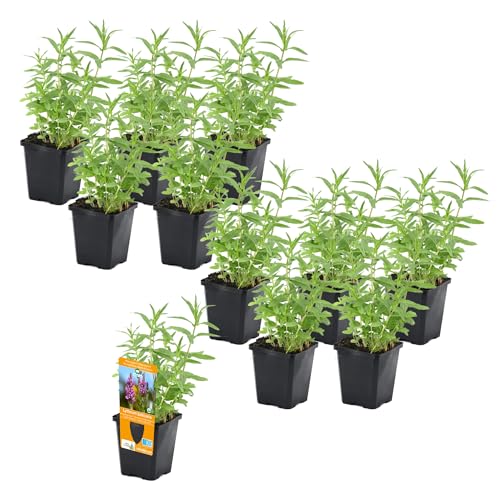 vdvelde.com - Lythrum Salicaria - Rohrkolben Topf 9 cm - 96 Stück - 96 Wasserpflanzen für 5-7 m² - Ausgewachsene Höhe: 80 cm - Platzierung: -1 bis -10 cm von vdvelde.com