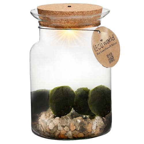 vdvelde.com - Marimo Corky Glas - Mooskugeln - Ø 13 cm ↥ 20 cm - Mit Licht von vdvelde.com