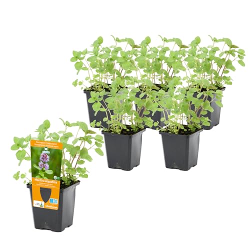 vdvelde.com - Mentha Aquatica P9 - Wasserminze Topf 9 cm - 24 Stück - 24 Sumpfpflanzen für 2 m² - Ausgewachsene Höhe: 60 cm - Platzierung: -1 bis -10 cm von vdvelde.com