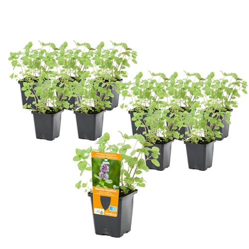 vdvelde.com - Mentha Aquatica P9 - Wasserminze Topf 9 cm - 96 Stück - 96 Wasserpflanzen für 5-7 m² - Ausgewachsene Höhe: 60 cm - Platzierung: -1 bis -10 cm von vdvelde.com