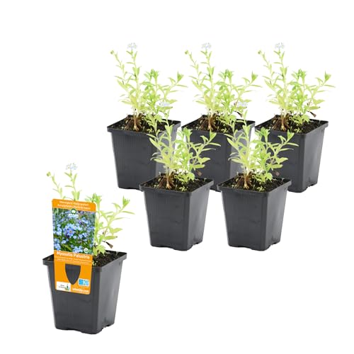 vdvelde.com - Myosotis Palustris - Sumpf Vergissmeinnicht Topf 9 cm - 24 Stück - 24 Sumpfpflanzen für 2 m² - Ausgewachsene Höhe: 60 cm - Platzierung: -1 bis -20 cm von vdvelde.com