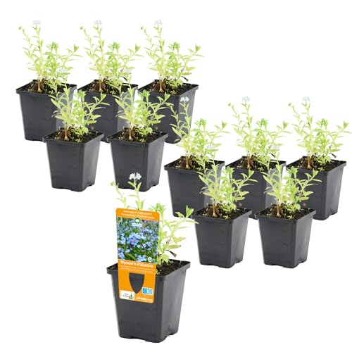 vdvelde.com - Myosotis Palustris - Sumpf Vergissmeinnicht Topf 9 cm - 96 Stück - 96 Wasserpflanzen für 5-7 m² - Ausgewachsene Höhe: 60 cm - Platzierung: -1 bis -20 cm von vdvelde.com