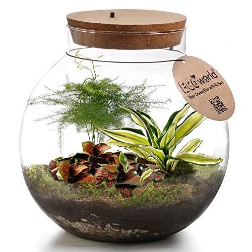 vdvelde.com - Pflanzenterrarium groß - Tropical Biodome - Ecoworld Flaschengarten mit 3 Mini Pflanzen im Glas - Pflanzen Terrarium Glas Ø 25 cm ↥ 28 cm - Mini Ökosystem mit Licht von vdvelde.com