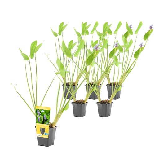 vdvelde.com - Pontederia Cordata P9 - Hechtkraut Topf 9 cm - 24 Stück - Sumpfpflanzen im P9-Topf - Ausgewachsene Höhe: 80 cm - Platzierung: -1 bis -20 cm von vdvelde.com