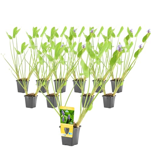 vdvelde.com - Pontederia Cordata P9 - Hechtkraut Topf 9 cm - 96 Stück - Sumpfpflanzen im P9-Topf - Ausgewachsene Höhe: 80 cm - Platzierung: -1 bis -20 cm von vdvelde.com