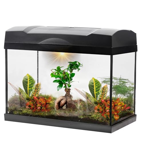 vdvelde.com - Tropical Bonsai Mega Terrarium - 1 Bonsai + 5 farbige Pflanzen - Abmessungen: 39x21x31 cm - Beleuchtung mit Netzanschluss von vdvelde.com