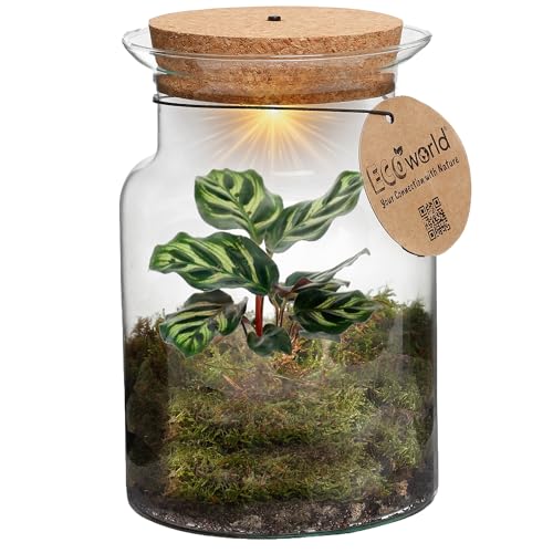 vdvelde.com - Tropisches Korkglas - Farne Pflanze - Ø 13 cm ↥ 20 cm - Mit Licht von vdvelde.com